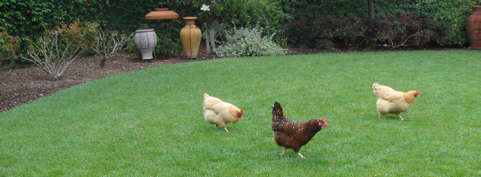 chickens_lawn_ticks_natural