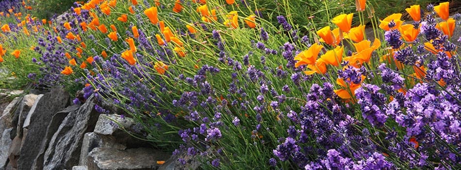 poppy lavendar garden