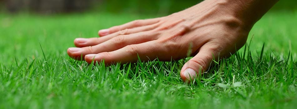 Mowing higher promotes a healthier lawn