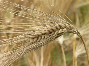 Barley requires 237 gallons of water per every pound grown