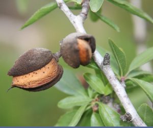 It takes about 400 gallons of water to produce one pound of almonds
