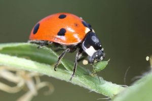 ladybug_pest_management