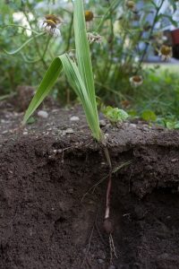 plant_in_soil