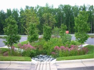 Rain gardens filter stormwater, provide habitat for wildlife, and beautify the area