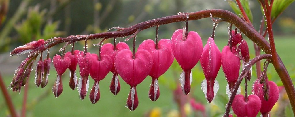 Bleeding Heart perennial in bloom