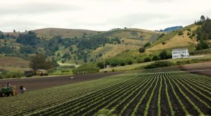 california_food_supply_farming
