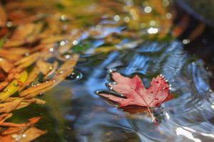 Maple leaf on water with other leaves.