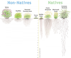 native-plants