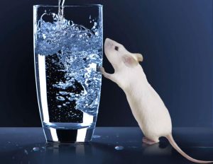 mouse and water