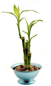 356px-Bamboo-houseplant